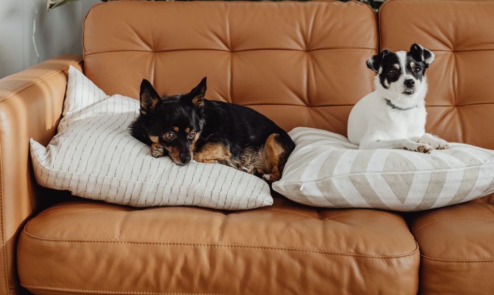 Buying Pet-Friendly Homes in Agnes Water: What to Check